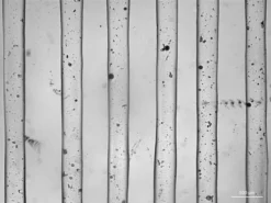 Гель-биочернила TissueFab® на основе метакрилоила желатина и альгината