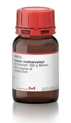Гелатин метакрилоил (GelMA)