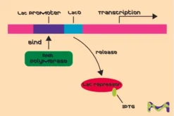 IPTG 99% (Изопропил-β-D-тиогалактозид) для генной экспрессии