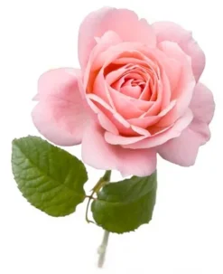 Розовое масло болгарское