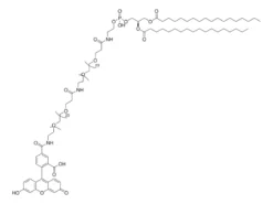 Карбоксифлуоресцеин-dPEG®24-амидо-dPEG®24-DSPE
