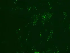 Ванкомицин, конъюгированный с FITC