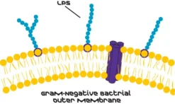 Липополисахариды E.coli K-235: Гель-фильтрация высокой чистоты