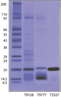 Ингибитор трипсина из сои (Glycine max)