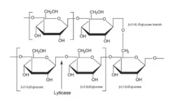 Глюкан из пекарских дрожжей (Saccharomyces cerevisiae)
