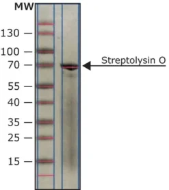 Стрептолизин О (Streptococcus pyogenes)
