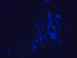 Полимиксин B, меченный дансилом, готовый раствор