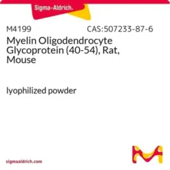 Гликопротеин миелинового олигодендроцита (40-54), крыса, мышь