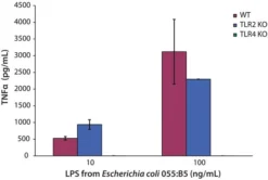 Липополисахариды E.coli O55:B5 для TLR4-исследований