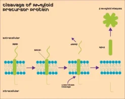 Набор для детекции активности β-секретазы (BACE1) (флуоресцентный)