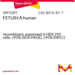 Фетуин A человека