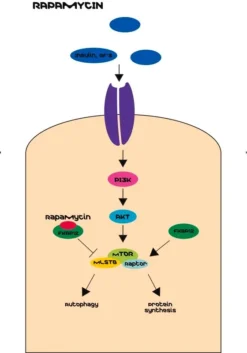 Рапамицин 95% порошок (ингибитор mTOR)