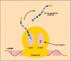 Дигидрохлорид пуромицина из Streptomyces alboniger