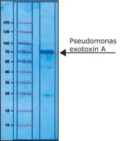 Экзотоксин A Pseudomonas aeruginosa