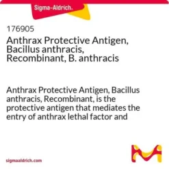 Протективный антиген сибирской язвы (Bacillus anthracis), рекомбинантный