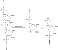 Нуклеаза Бензоназа® (Benzonase<SUP>®</SUP>), Чистота >99%
