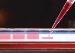 Дендротоксин-K