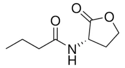 N-Бутирил-L-гомосеринлактон