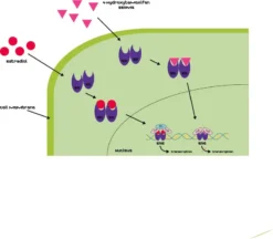 4-Гидрокситамоксифен