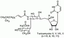 Туникамицин ≥98% (ингибитор N-гликозилирования, НПО ЭкоТек)