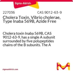 Холерный токсин, Vibrio cholerae, штамм Inaba 569B, без азида