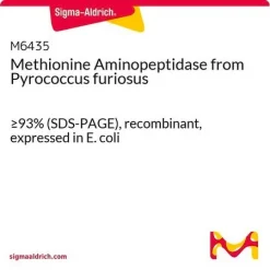 Метионин-аминопептидаза из Pyrococcus furiosus