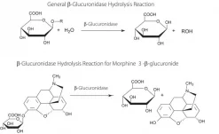 Бета-глюкуронидаза из Escherichia coli
