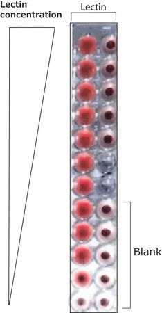 Лектин арахиса (Peanut agglutinin, PNA)