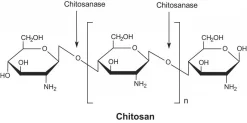 Хитозаназа из Streptomyces griseus