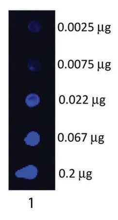 Антитело к IgG свиньи (H+L)-флуоресцеин, полученное в козе