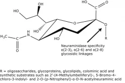 Нейраминидаза (Vibrio cholerae)