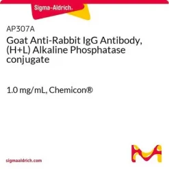 Антитело козий анти-кроличий IgG (H+L), конъюгированное с щелочной фосфатазой