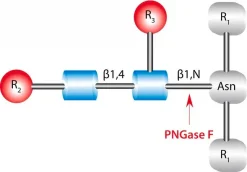 PNGase F