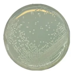 Агар Bacillus acidoterrestris (BAT агар)
