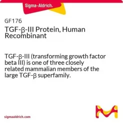 Рекомбинантный белок TGF-β-III человека