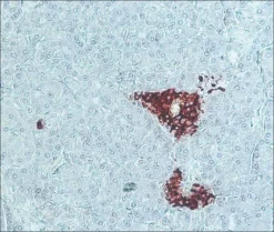 Антитела к IgG морской свинки (целая молекула) с пероксидазой, кроличьи