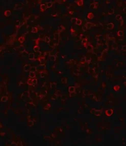 Антитело кролика IgG (целая молекула)–TRITC (коза)