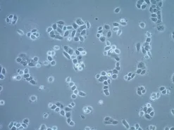 Клеточная линия плоскоклеточной карциномы UM-SCC-22A