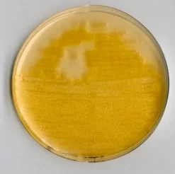агар Pseudomonas F (основа)