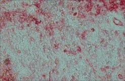 Антитела к IgG козы (целая молекула) – щелочная фосфатаза (Anti-Goat IgG-AP), полученные на кролике