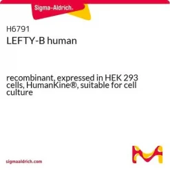 LEFTY-B (рекомбинантный человеческий белок)