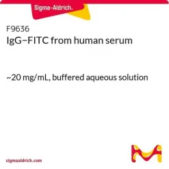IgG-FITC из сыворотки человека