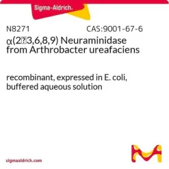 α(2→3,6,8,9) Нейраминидаза из Arthrobacter ureafaciens, рекомбинантная