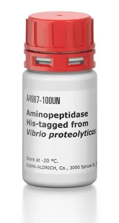 Аминопептидаза с His-меткой из Vibrio proteolyticus