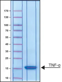 Фактор некроза опухоли-α (TNF-α) мышиный, рекомбинантный, экспрессирован в E. coli