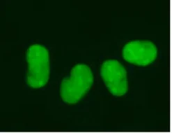 Лентивирусный биосенсор LentiBrite GFP-HMGB1