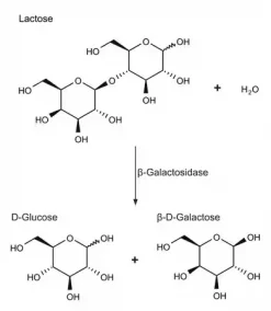β-Галактозидаза из Escherichia coli