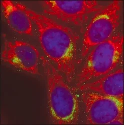 Антитела к IgG мыши (H+L), CF 568, полученные в козе