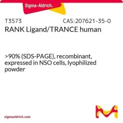 Лиганд RANK/TRANCE человека