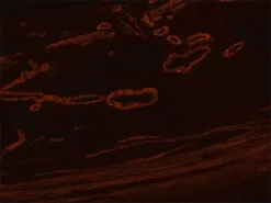 Антитела к мышиному IgG (Fab-специфичные), конъюгированные с TRITC, полученные на козе